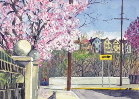 cherryblossoms.jpg