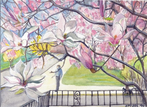 magnolias.jpg