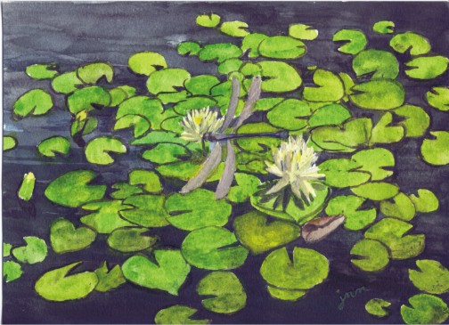 waterlilies1.jpg